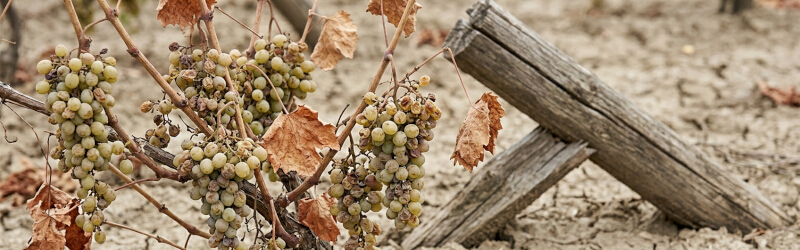 A close-up view of neglected, shriveled, and pale sour grapes on dry, brittle vines, set against a background of uncultivated, parched earth.